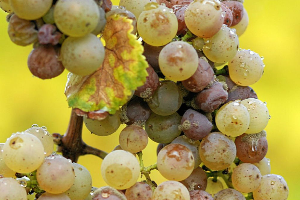 Botrytis cinerea en uvas Riesling. Rheingau, Alemania | CC Tom Maack